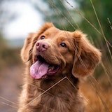 foto del perro con la boca abierta